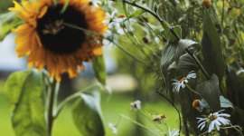 Siej kwiaty, pomagaj pszczołom!